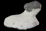 Wholesale Lot of Gerastos Trilobites - Pieces #69142-3